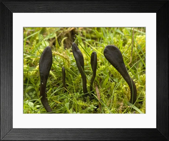 Framed Print : Earth tongues, in old grassland Framed Print : Earth tongues, in old grassland