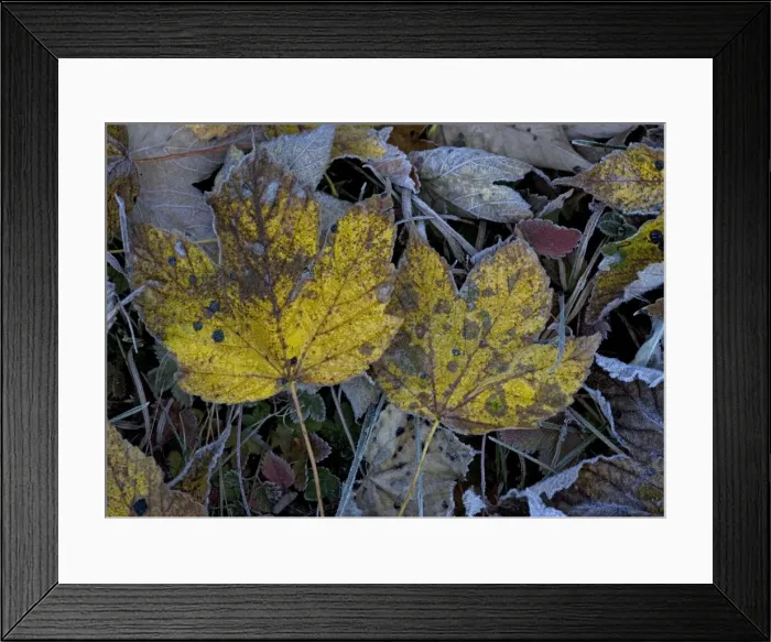 Framed Print : Frosted sycamore leaves Framed Print : Frosted sycamore leaves