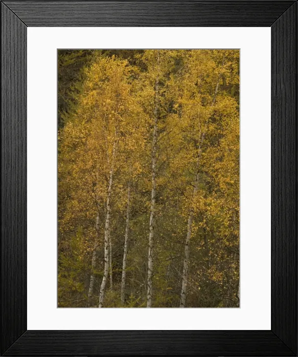 Framed Print : Silver birch in autumn Framed Print : Silver birch in autumn