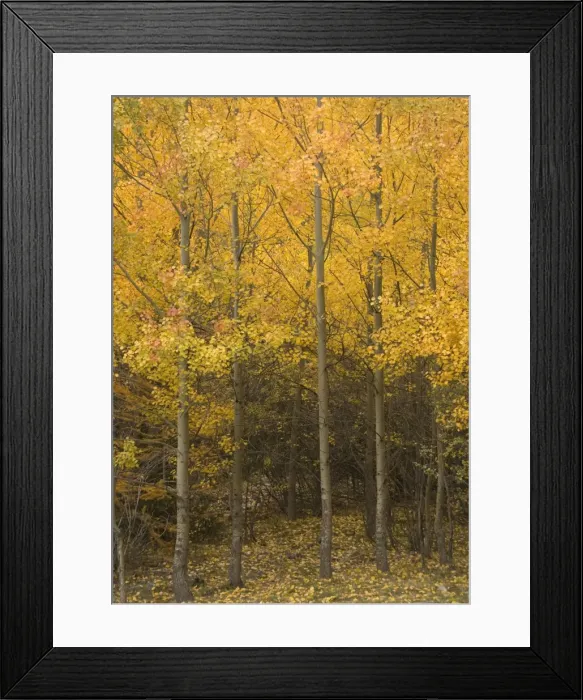 Framed Print : Aspen trees with stunning autumn colour Framed Print : Aspen trees with stunning autumn colour