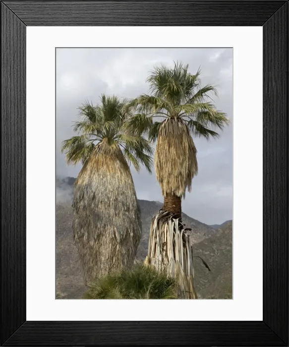 Framed Print : Desert / Californian Fan Palms Framed Print : Desert / Californian Fan Palms
