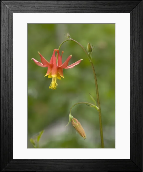 Framed Print : Crimson columbine - in flower. In aspen forest, Sierra Nevada, USA Framed Print : Crimson columbine - in flower. In aspen forest, Sierra Nevada, USA