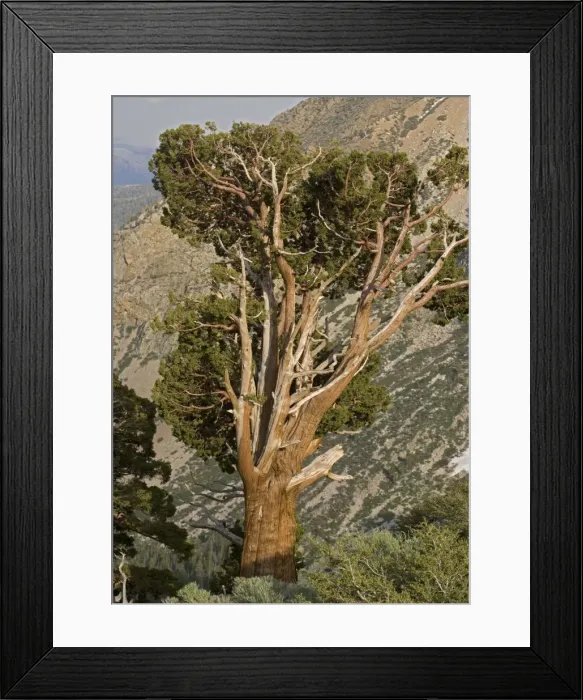 Framed Print : Ancient Sierra (or Western) Juniper Tree - at high altitude Yosemite National Park, USA Framed Print : Ancient Sierra (or Western) Juniper Tree - at high altitude Yosemite National Park, USA