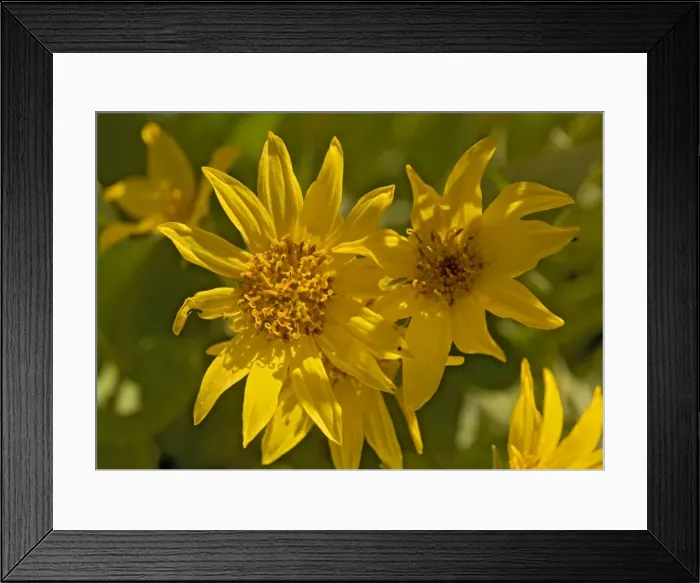 Framed Print : Arrow-leaved Balsam-root Framed Print : Arrow-leaved Balsam-root