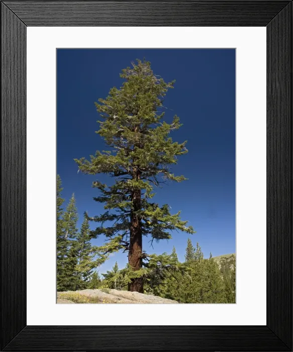 Framed Print : Red fir tree - at c. 9500 in the Sierra Nevada Framed Print : Red fir tree - at c. 9500 in the Sierra Nevada