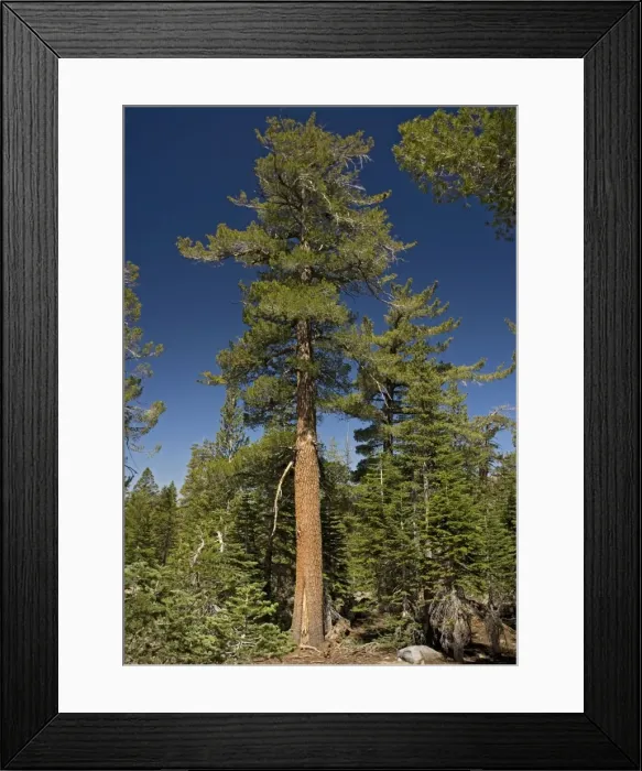 Framed Print : Western white pine tree - at c. 9500 ft. in the Sierra Nevada Framed Print : Western white pine tree - at c. 9500 ft. in the Sierra Nevada