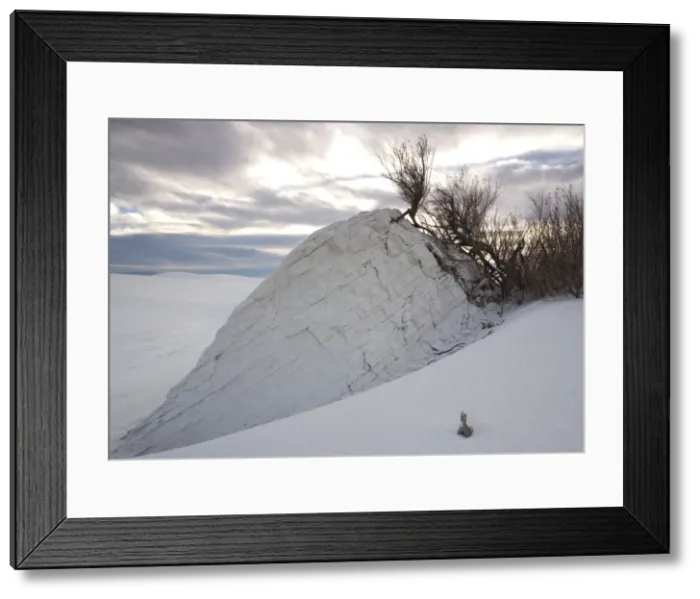 Framed Print : Tamarisk - growing on dunes, causing solid block around its roots. White Sands National Monument, New Mexico, USA Framed Print : Tamarisk - growing on dunes, causing solid block around its roots. White Sands National Monument, New Mexico, USA