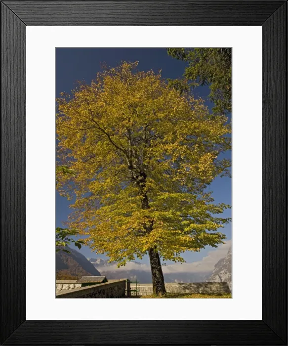 Framed Print : Small-leaved lime tree, with autumn colour Framed Print : Small-leaved lime tree, with autumn colour