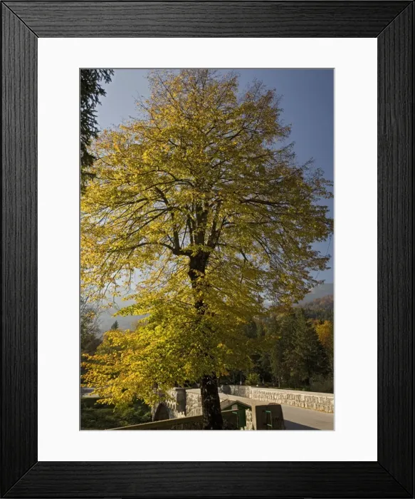 Framed Print : Small-leaved lime tree, with autumn colour Framed Print : Small-leaved lime tree, with autumn colour