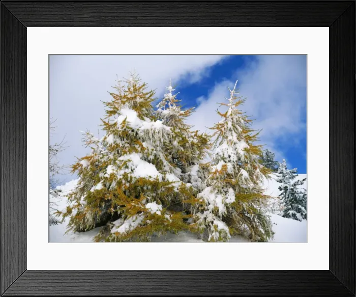Framed Print : Larch Trees - covered in snow at high altitude French Alps Framed Print : Larch Trees - covered in snow at high altitude French Alps