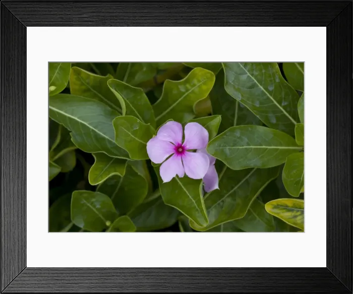 Framed Print : Madagascar / Rosy Periwinkle. Grown in gardens, but also highly-active medicinally, with at least 70 alkaloids. Anti-cancer, lowers blood pressure, anti-diabetes. USA Framed Print : Madagascar / Rosy Periwinkle. Grown in gardens, but also highly-active medicinally, with at least 70 alkaloids. Anti-cancer, lowers blood pressure, anti-diabetes. USA