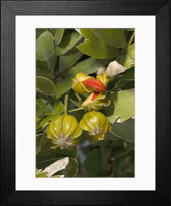 Framed Print : Lignum-vitae / Holy wood - Produces one of the hardest and most durable woods. Ripe fruits Framed Print : Lignum-vitae / Holy wood - Produces one of the hardest and most durable woods. Ripe fruits