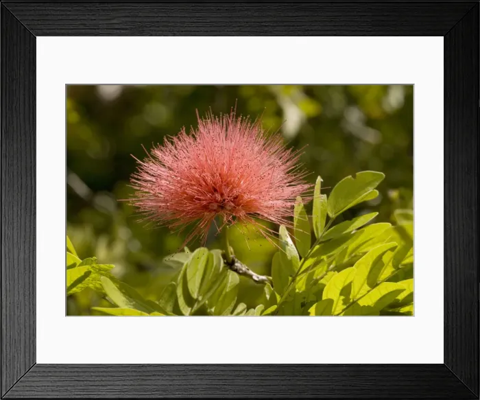 Framed Print : Red powder puff in flower. Native to Bolivia, but widely planted in warmer areas Framed Print : Red powder puff in flower. Native to Bolivia, but widely planted in warmer areas