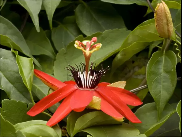 Passion flower. Costa Rica
