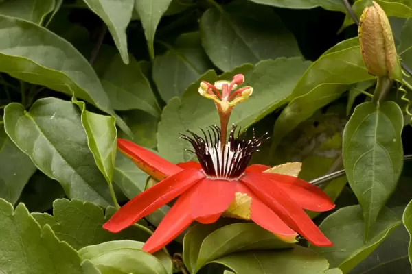 Passion flower. Costa Rica