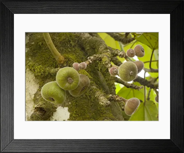 Framed Print : A wild fig, in fruit Framed Print : A wild fig, in fruit