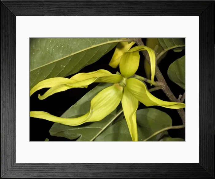 Framed Print : Ylang-ylang, in flower. Heavily-perfumed flowers, and very medicinal chemically-active plant. Costa Rica Framed Print : Ylang-ylang, in flower. Heavily-perfumed flowers, and very medicinal chemically-active plant. Costa Rica