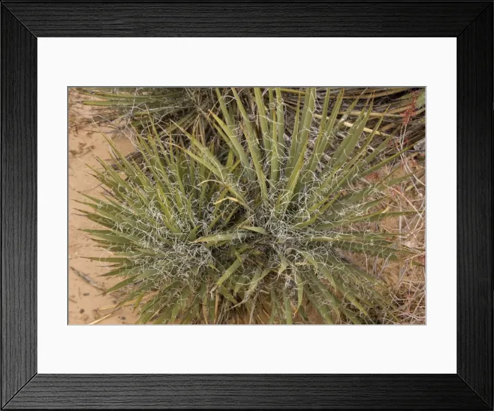 Framed Print : A desert Yucca, used by native Indians
