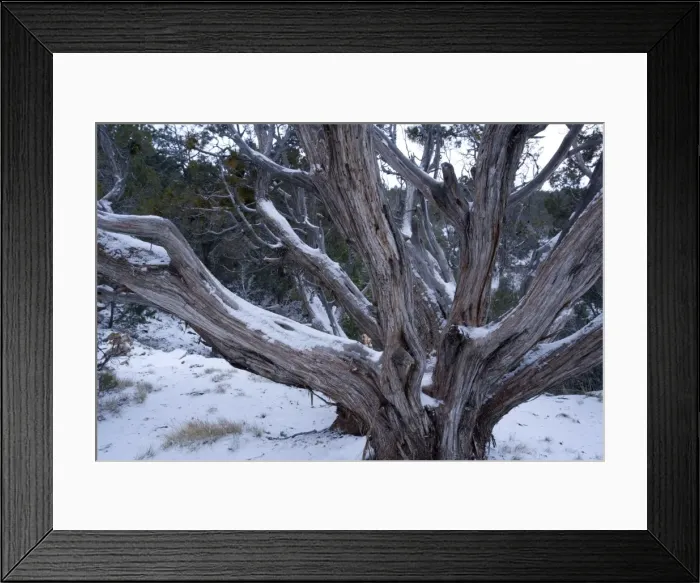 Framed Print : Ancient Utah Juniper in Grand Canyon National Park in winter Framed Print : Ancient Utah Juniper in Grand Canyon National Park in winter