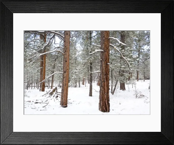 Framed Print : Ponderosa pine forest in snow. Grand Canyon National Park in winter. South Rim Framed Print : Ponderosa pine forest in snow. Grand Canyon National Park in winter. South Rim
