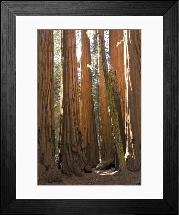 Framed Print : Giant Sequoia trees in the Sequoia National Park, Sierra Nevada, California. Largest trees in the world (but not the tallest) Framed Print : Giant Sequoia trees in the Sequoia National Park, Sierra Nevada, California. Largest trees in the world (but not the tallest)