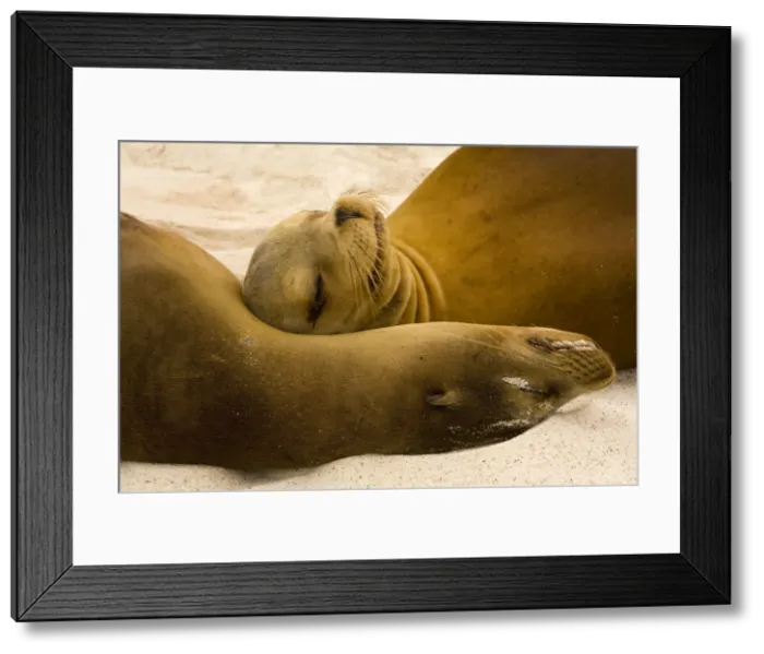 Framed Print : Galapagos Sealion - on the beach, Galapagos Framed Print : Galapagos Sealion - on the beach, Galapagos