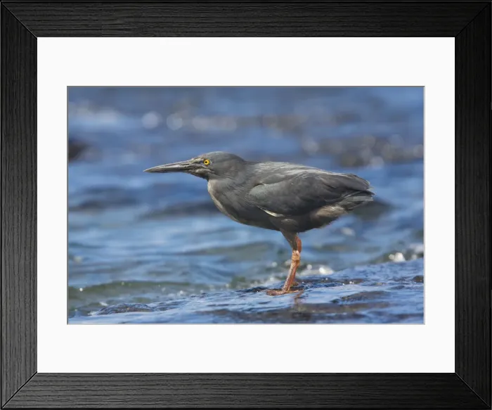 Framed Print : Lava Heron - endemic Galapagos heron, feeding on shore, Santiago Framed Print : Lava Heron - endemic Galapagos heron, feeding on shore, Santiago