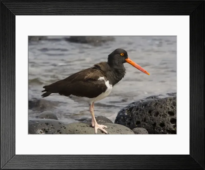 Framed Print : American Oystercatcher, endemic Galapagos subspecies ( Haematopus palliatus galapagensis) on Santiago, Galapagos Framed Print : American Oystercatcher, endemic Galapagos subspecies ( Haematopus palliatus galapagensis) on Santiago, Galapagos