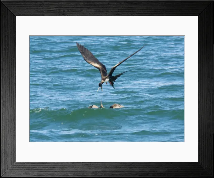 Framed Print : Great Frigatebird (Fregata minor ridgwayi) female, harrassing blue-footed booby for food - kleptoparasitism. Galapagos Framed Print : Great Frigatebird (Fregata minor ridgwayi) female, harrassing blue-footed booby for food - kleptoparasitism. Galapagos