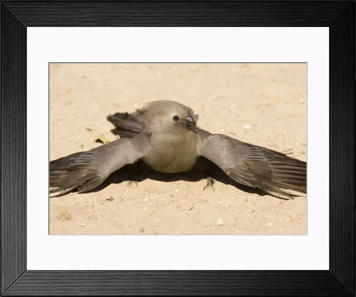Framed Print : Grey Lourie / Grey Go-away bird (Corythaixoides concolor), taking a dust-bath. Etosha, Namibia Framed Print : Grey Lourie / Grey Go-away bird (Corythaixoides concolor), taking a dust-bath. Etosha, Namibia