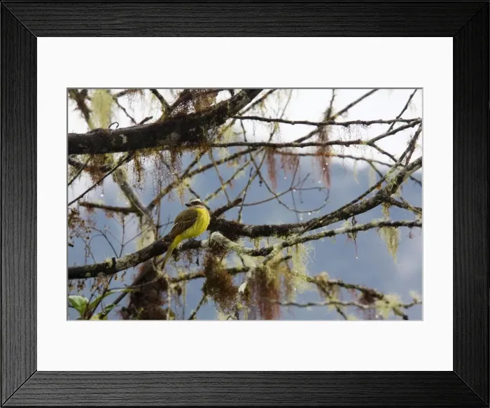 Framed Print : Golden-crowned Flycatcher - on moss and lichen-covered branch in cloud forest, Ecuador Framed Print : Golden-crowned Flycatcher - on moss and lichen-covered branch in cloud forest, Ecuador