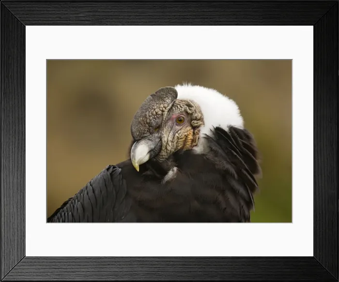 Framed Print : Andean Condor (Vultur gryphus), female, in Ecuador Framed Print : Andean Condor (Vultur gryphus), female, in Ecuador