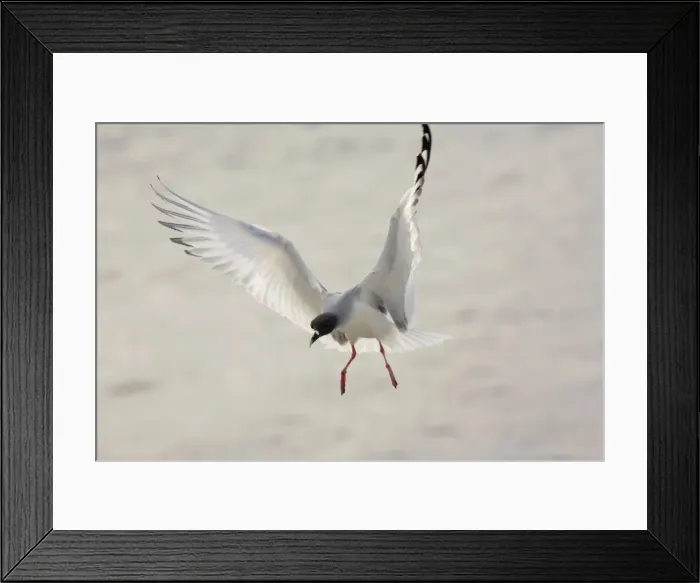 Framed Print : Swallow-tailed Gull ( Larus furcatus ) - the only night-flying gulls in the world Framed Print : Swallow-tailed Gull ( Larus furcatus ) - the only night-flying gulls in the world