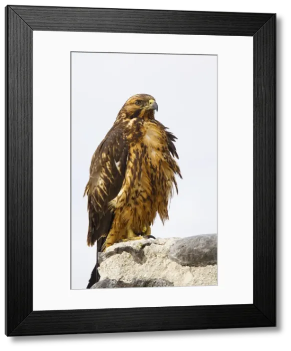 Framed Print : Galapagos Hawk (Buteo galapagoensis) perched. Hood, Galapagos Framed Print : Galapagos Hawk (Buteo galapagoensis) perched. Hood, Galapagos