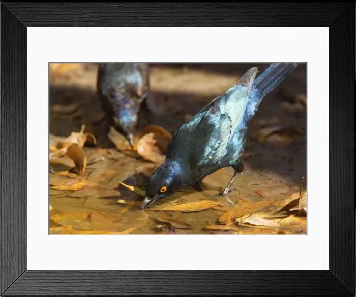 Framed Print : Cape Glossy Starling (Lamprotornis nitens) drinking at pool, Namibia Framed Print : Cape Glossy Starling (Lamprotornis nitens) drinking at pool, Namibia