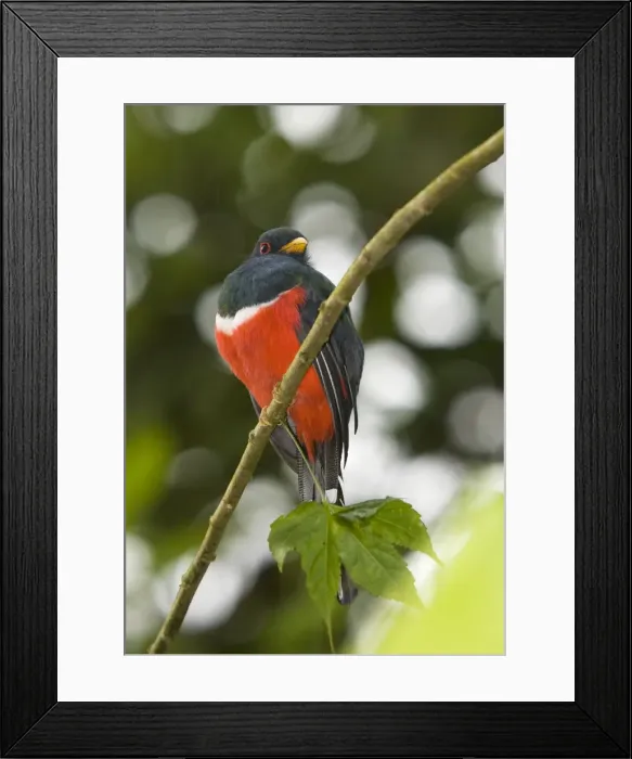 Framed Print : Collared Trogon male (Trogon collaris) on branch; cloud forest, Ecuador Framed Print : Collared Trogon male (Trogon collaris) on branch; cloud forest, Ecuador