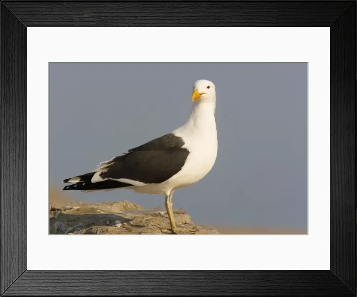 Framed Print : Cape Gulls, a form of Kelp Gull Framed Print : Cape Gulls, a form of Kelp Gull