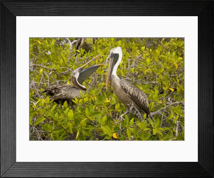 Framed Print : Galapagos Brown Pelican (Pelecanus occidentalis urinator) nesting in red mangroves ( Rhizophora mangle), on Isabela, Galapagos Framed Print : Galapagos Brown Pelican (Pelecanus occidentalis urinator) nesting in red mangroves ( Rhizophora mangle), on Isabela, Galapagos