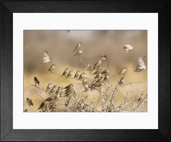 Framed Print : Red-billed Quelea (Quelea quelea) flock settled in bush, Namibia. Most abundant wild bird in the world Framed Print : Red-billed Quelea (Quelea quelea) flock settled in bush, Namibia. Most abundant wild bird in the world