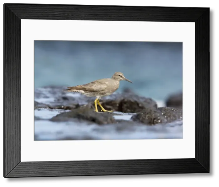 Framed Print : Wandering Tatler (Heteroscelus incanus), in winter plumage, feeding on rocky shore, Galapagos Framed Print : Wandering Tatler (Heteroscelus incanus), in winter plumage, feeding on rocky shore, Galapagos