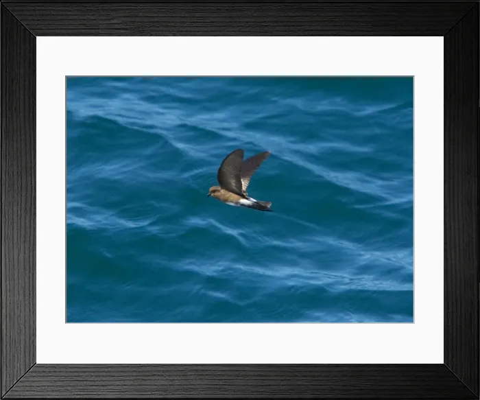 Framed Print : Elliot's Storm Petrel / White-vented Storm Petrel (Oceanites gracilis galapagoensis), endemic Galapagos subspecies, at sea. Galapagos Framed Print : Elliot's Storm Petrel / White-vented Storm Petrel (Oceanites gracilis galapagoensis), endemic Galapagos subspecies, at sea. Galapagos