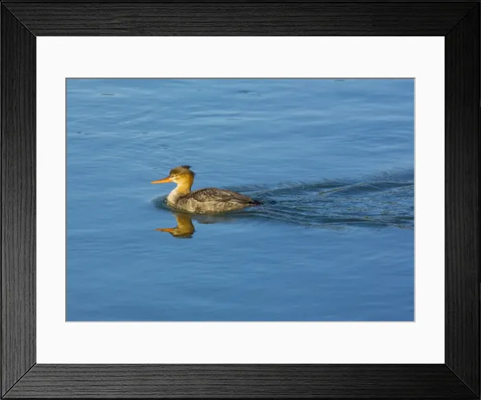 Framed Print : Red-breasted Merganser (Mergus serrator) female, winter, on the sea Framed Print : Red-breasted Merganser (Mergus serrator) female, winter, on the sea