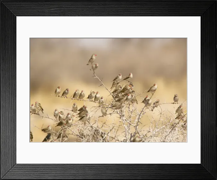 Framed Print : Red-billed Quelea (Quelea quelea) flock settled in bush, Namibia. Most abundant wild bird in the world