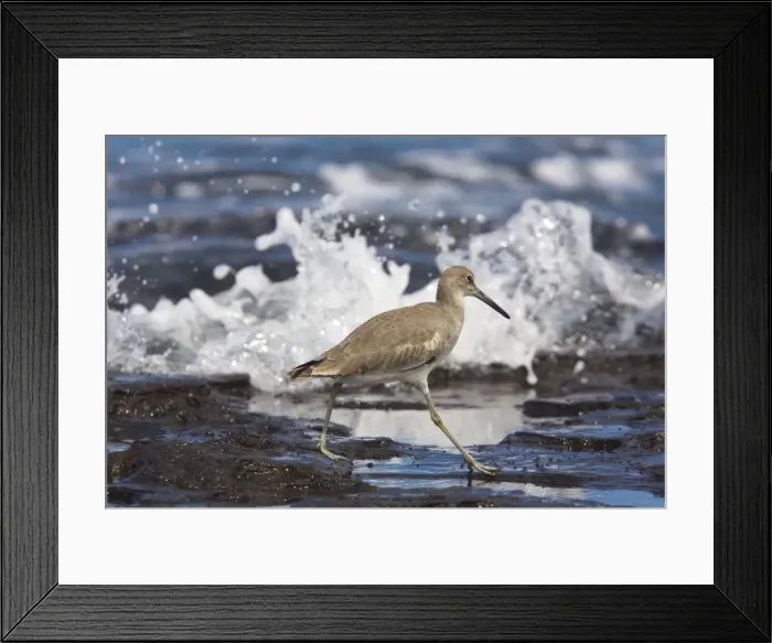 Framed Print : Willet (Catoptrophorus semipalmatus) in winter plumage, feeding at tide-line. Galapagos Framed Print : Willet (Catoptrophorus semipalmatus) in winter plumage, feeding at tide-line. Galapagos