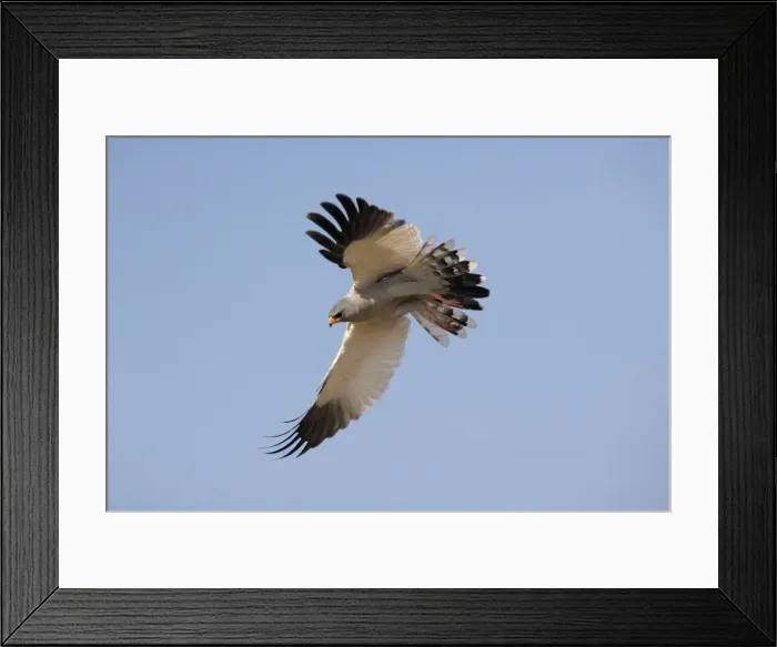 Framed Print : Pale Chanting Goshawk (Melierax canorus) in flight, Namibia Framed Print : Pale Chanting Goshawk (Melierax canorus) in flight, Namibia