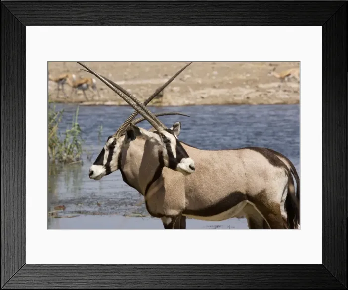 Framed Print : Oryx / Gemsbok (Oryx gazella) at water-hole, Etosha, Namibia Framed Print : Oryx / Gemsbok (Oryx gazella) at water-hole, Etosha, Namibia