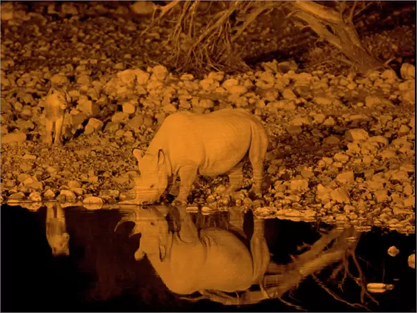 Black Rhinoceros (Diceros bicornis) with lion coming up behind, at waterhole at night, Etosha, Namibia
