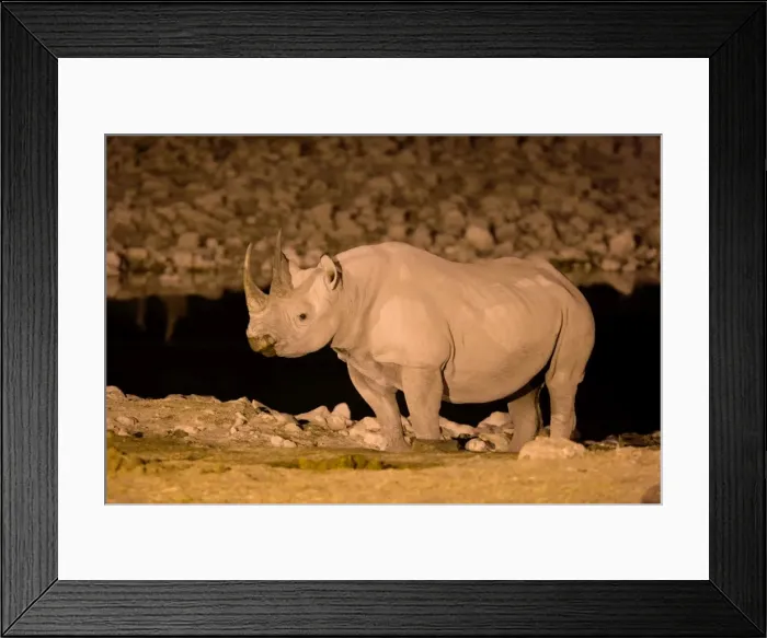 Framed Print : Black Rhinoceros (Diceros bicornis) at waterhole at night, Etosha, Namibia Framed Print : Black Rhinoceros (Diceros bicornis) at waterhole at night, Etosha, Namibia