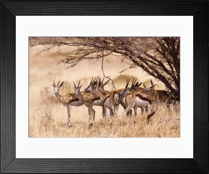 Framed Print : Springbok - group under tree, Etosha, Namibia Framed Print : Springbok - group under tree, Etosha, Namibia