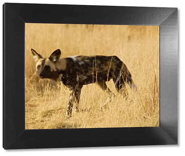 African Wild Dog  /  Painted Hunting Dog